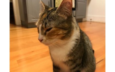 Cats Can’t Use Yoga for Habit Change